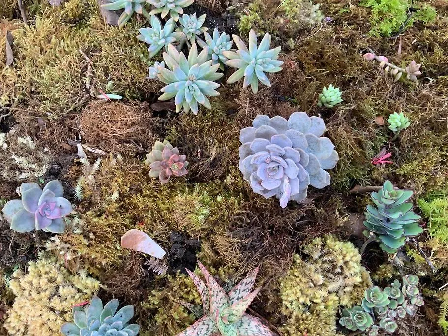 Exotic Garden Cottage At Amazing Volcano Fissure 芒廷维尤 乡村民宿