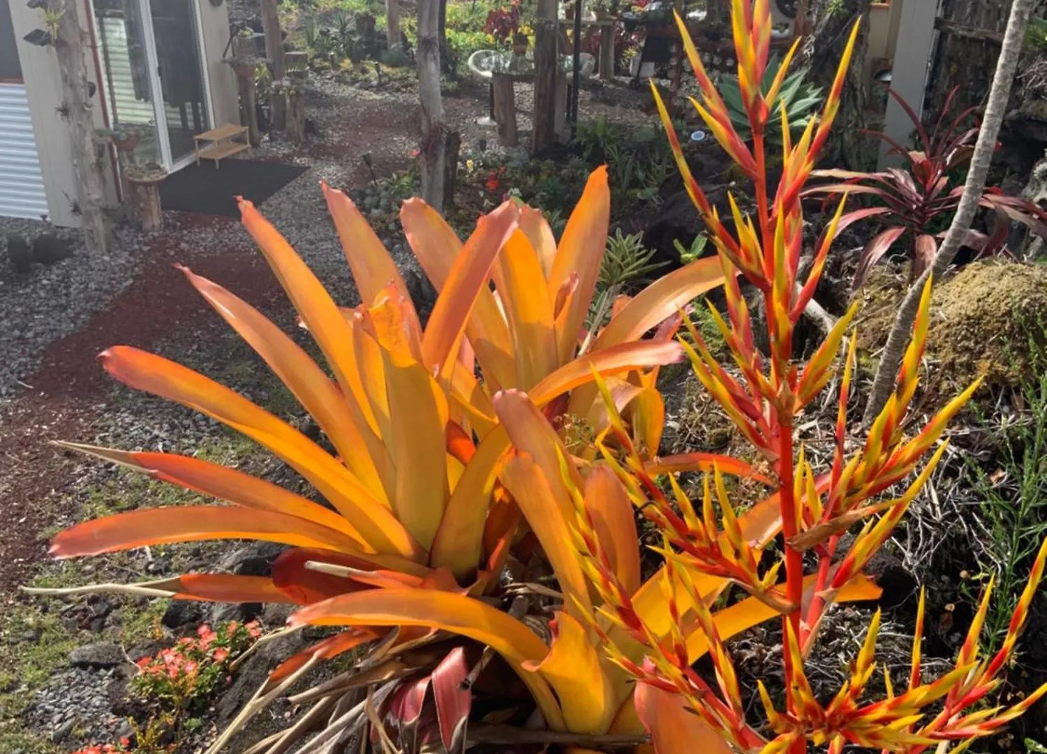 Exotic Garden Cottage At Amazing Volcano Fissure Mountain View 0*,