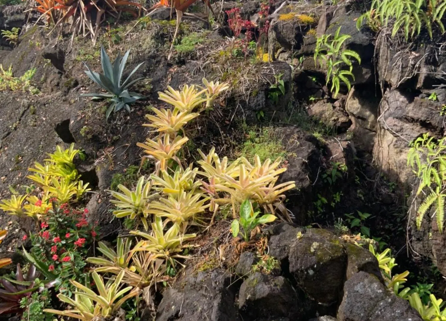 Landhuis Exotic Garden Cottage At Amazing Volcano Fissure Mountain View