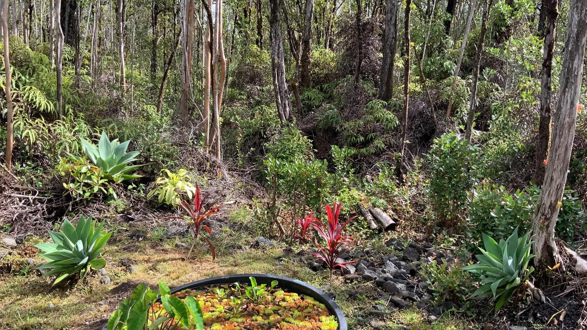 Exotic Garden Cottage At Amazing Volcano Fissure Mountain View Landhuis