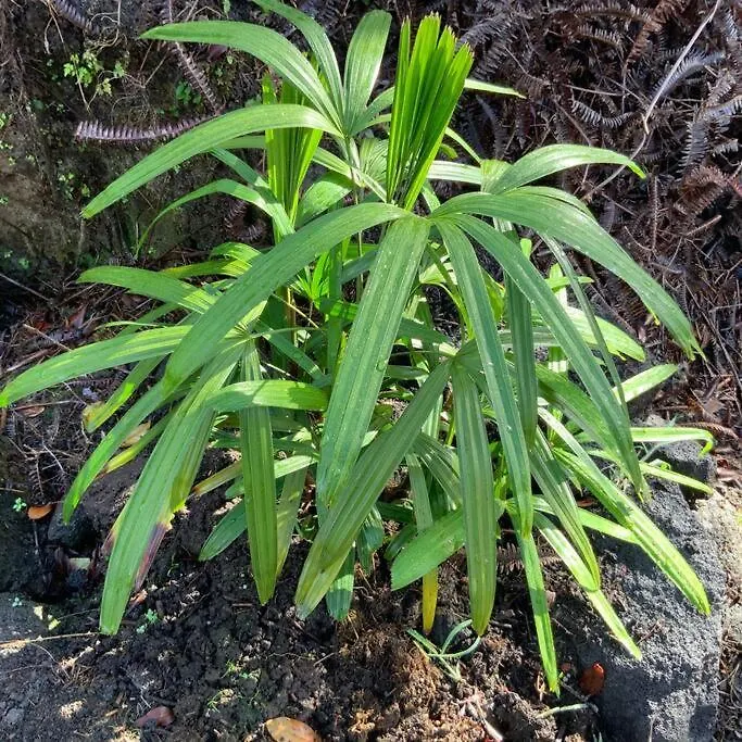 乡村民宿 Exotic Garden Cottage At Amazing Volcano Fissure 芒廷维尤