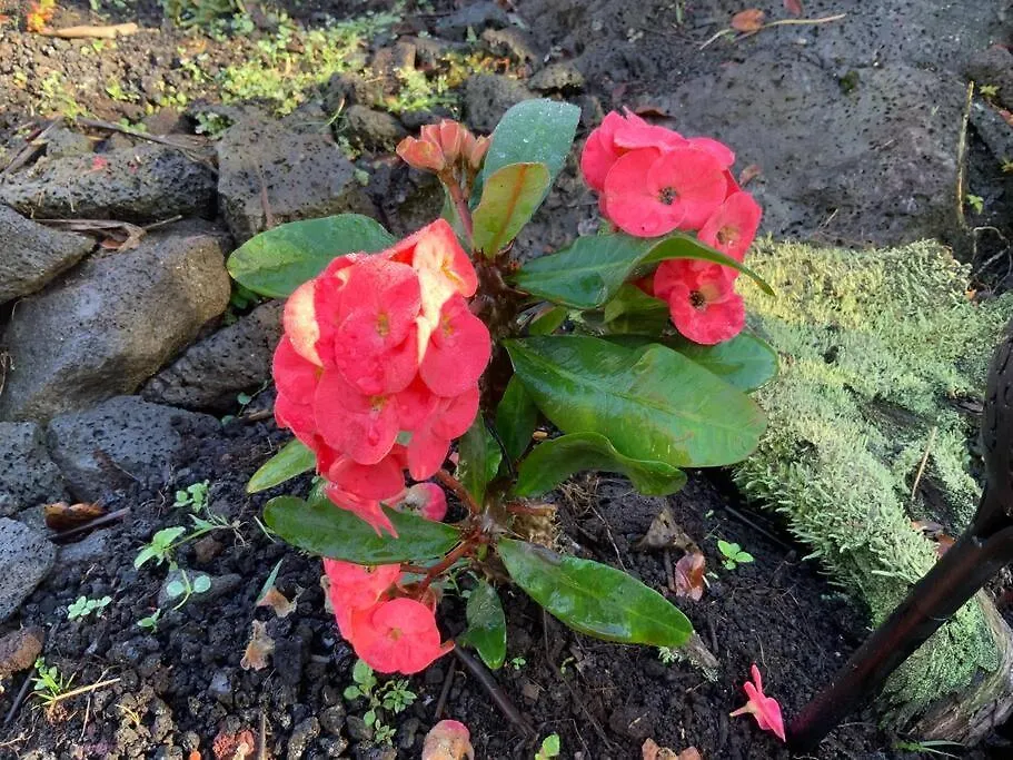 Exotic Garden Cottage At Amazing Volcano Fissure 芒廷维尤 乡村民宿