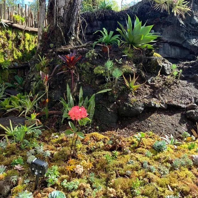 Exotic Garden Cottage At Amazing Volcano Fissure Mountain View 0*,  Verenigde Staten