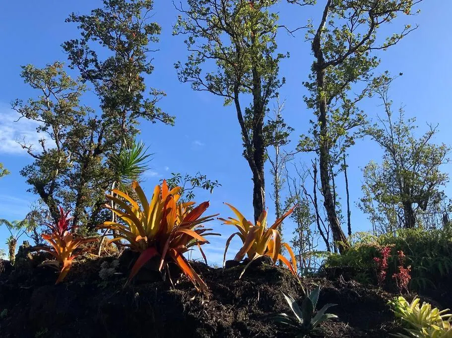 Exotic Garden Cottage At Amazing Volcano Fissure 芒廷维尤 美国