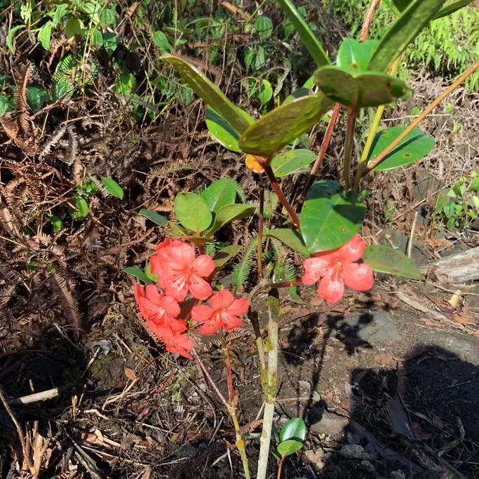 乡村民宿 Exotic Garden Cottage At Amazing Volcano Fissure 芒廷维尤 美国