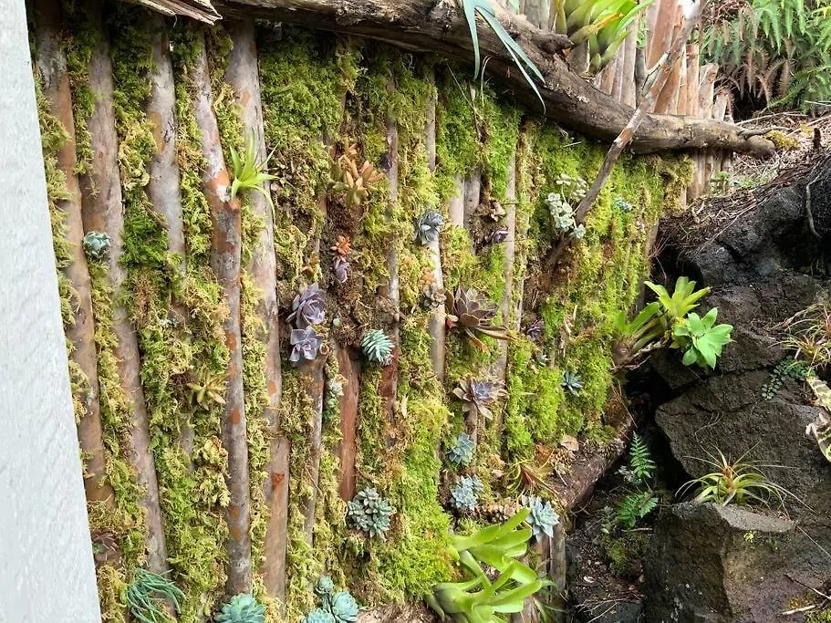 Exotic Garden Cottage At Amazing Volcano Fissure 芒廷维尤 0*,  美国